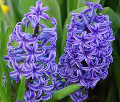 Mt Athos Hyacinth Incense